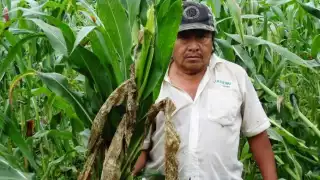 Los productores temporales aseguran que cada año hacen su milpa pero ya no prospera como antes