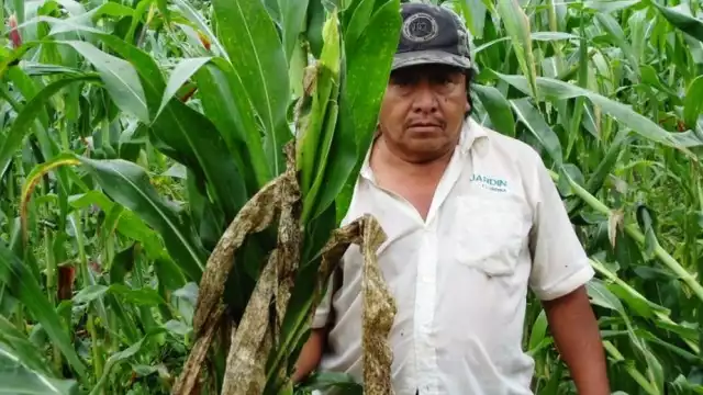 En 2019, Yucatán lideró la gráfica de campesinos apoyados por el programa Producción para el Bienestar