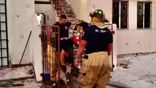 Otro perro se salvó de morir entre las llamas