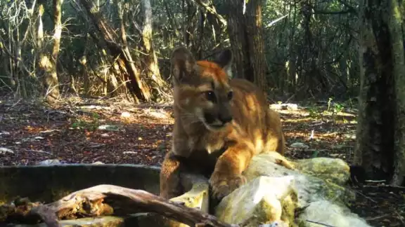 Diversas especies nativas están en peligro de extinción en Yucatán Diversas especies nativas están en peligro de extinción en Yucatán