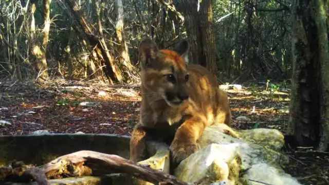 Diversas especies nativas están en peligro de extinción en Yucatán