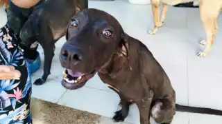 FGE Yucatán revela la causa de muerte de Negrita, la perrita que fue atropellada en Kanasín