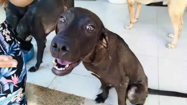 La FGE investiga a fondo el caso de la muerte de una perrita en Kanasín