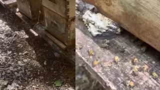 Mueren otras 55 colmenas de abejas en Hopelchén; apicultores señalan presunta contaminación