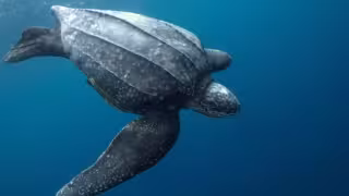 Fue el 11 de mayo, cuando se avistó por primera vez una tortuga laúd en playas de X´Cacel, quien dejó 83 huevos.
