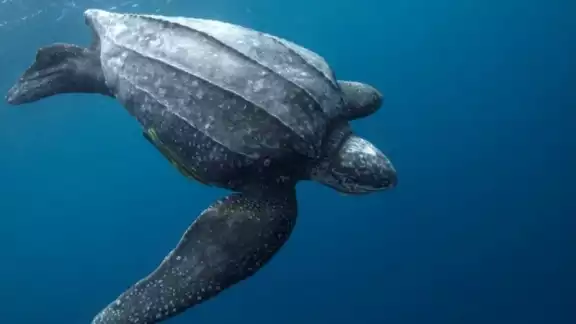 Fue el 11 de mayo, cuando se avistó por primera vez una tortuga laúd en playas de X´Cacel, quien dejó 83 huevos.
