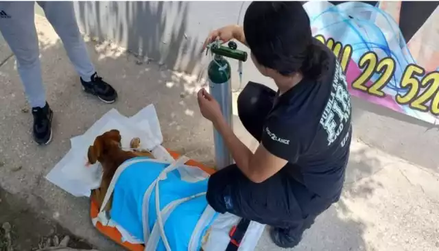 El delito puede ser sancionado con hasta cinco años de prisión y multas de hasta 35 mil pesos.