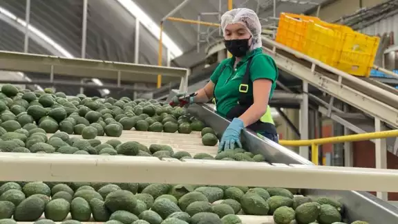 El aguacate es uno de los frutos con mayor exportación en México. Foto: Apeam