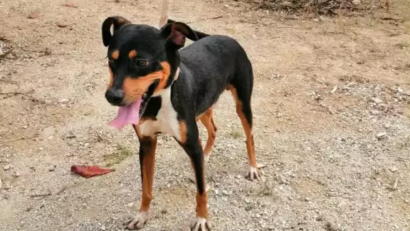 La campaña se llevará a cabo del 19 al 25 de septiembre en Playa del Carmen