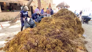 Mil toneladas de sargazo recalaron en las playas del centro de Playa del Carmen