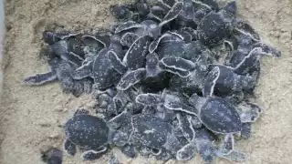 Campeche ahora cuenta con 8 reservas federales y 1 de carácter municipal