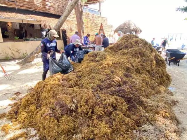 Mil toneladas de sargazo recalaron en las playas de Playa del Carmen