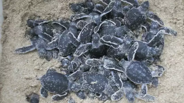 Campeche ahora cuenta con 8 reservas federales y 1 de carácter municipal