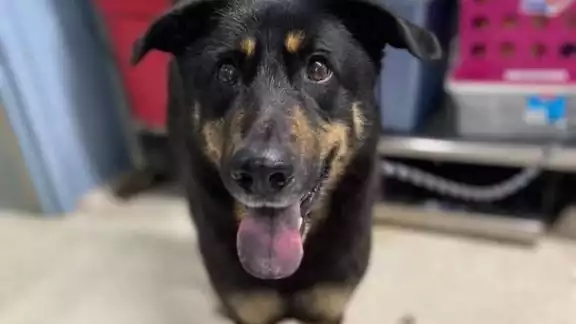 Un perrito llamado Fezco de Charlotte, Carolina del Norte (EU), busca hogar después de que su dueño lo abandonara señalando que el canino era "homosexual".