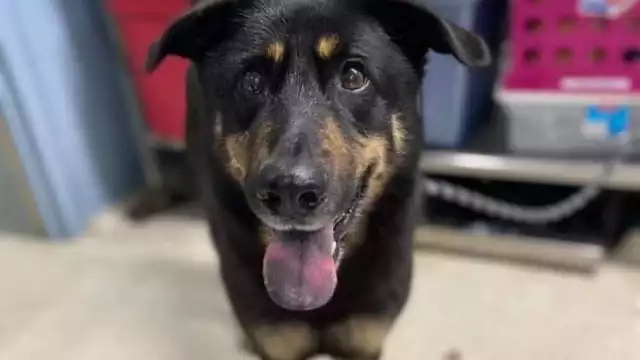 Un perrito llamado Fezco de Charlotte, Carolina del Norte (EU), busca hogar después de que su dueño lo abandonara señalando que el canino era "homosexual".