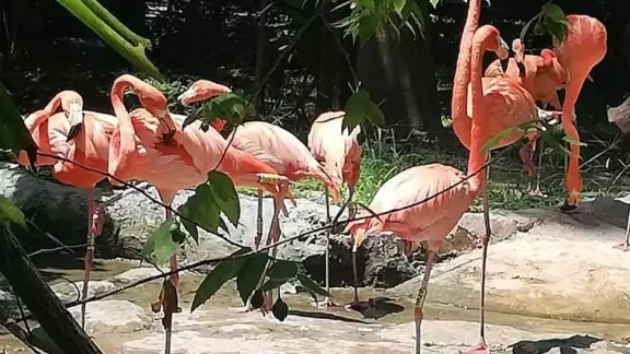Los flamencos en las ciénegas del estado son un gran atractivo turístico Los flamencos en las ciénegas del estado son un gran atractivo turístico