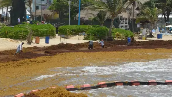 Un aroma fétido se respira por las principales calles de la zona turística de Playa del Carmen, debido a que mucha de la talofita acumulada está en mal estado