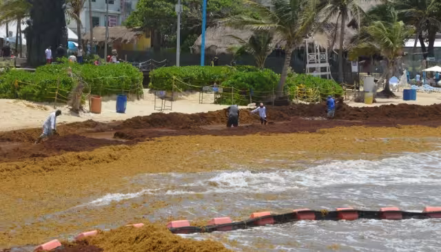 Puerto Morelos es el municipio con el riesgo más alto de sargazo en dos de sus ocho playas