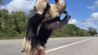 Desarrollos sin planeación y caza furtiva amenazan a la fauna en Quintana Roo