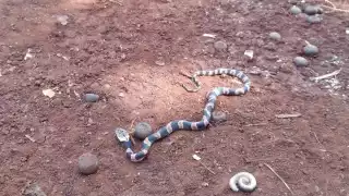 Culebras amenazan a pobladores de Sotuta; temen por mujeres y niños