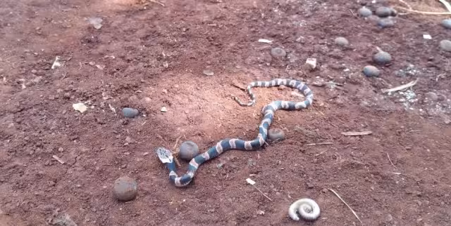 Los lugareños deshierbaron sus terrenos, así como entradas de sus hogares para prevenir algún accidente por picaduras