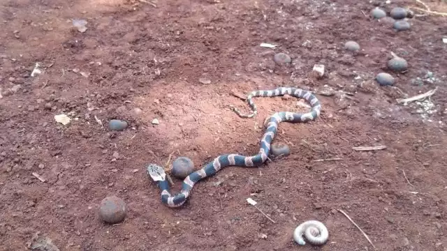 Los lugareños deshierbaron sus terrenos, así como entradas de sus hogares para prevenir algún accidente por picaduras