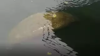 Hace un par de meses, cabe recordar, fue captado otro manatí en Puerto Aventuras