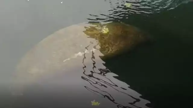 Hace un par de meses, cabe recordar, fue captado otro manatí en Puerto Aventuras