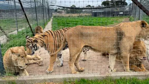 Africam Safari recibe 20 felinos de Black Jaguar - White Tiger