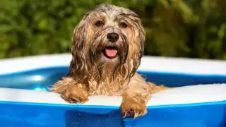 Ola de calor en México: ¿Cómo proteger a tus mascotas de las altas temperaturas?