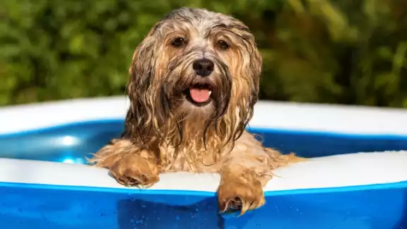 ¿Cómo proteger a tus mascotas ante la ola de calor en México?