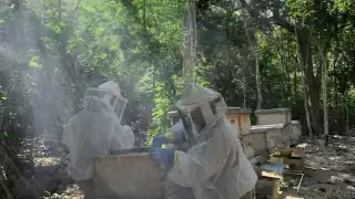 El precio de la miel alcanzó los 56 pesos, de acuerdo con productores de Tizimín