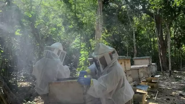 El precio de la miel alcanzó los 56 pesos, de acuerdo con productores de Tizimín