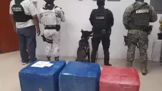 Asegura la Fiscalía paquetes con drogas en un centro logístico de Playa del Carmen