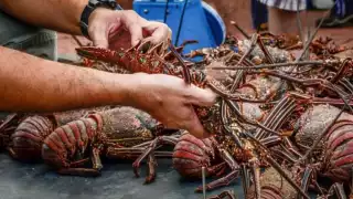 En Isla Mujeres, la langosta se vende hasta en 300 pesos