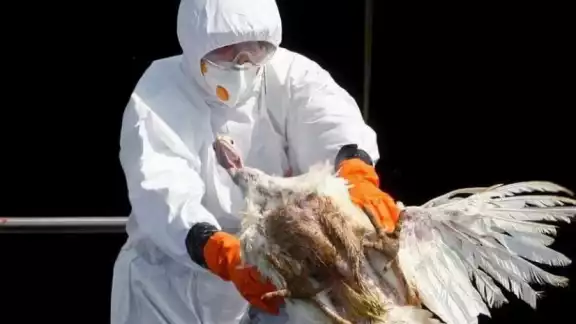 México inicia vacunación estratégica contra influenza aviar AH5N1 México inicia vacunación estratégica contra influenza aviar AH5N1