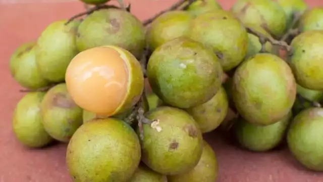 La huaya puede medir de 2 a 4 centímetros de diámetro