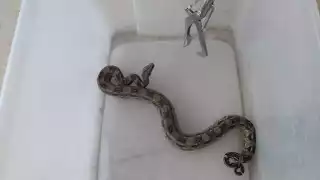 El enorme reptil fue capturado y llevado a su hábitat