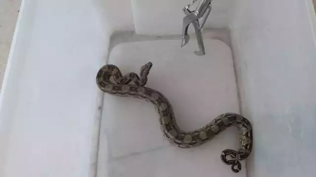 El enorme reptil fue capturado y llevado a su hábitat