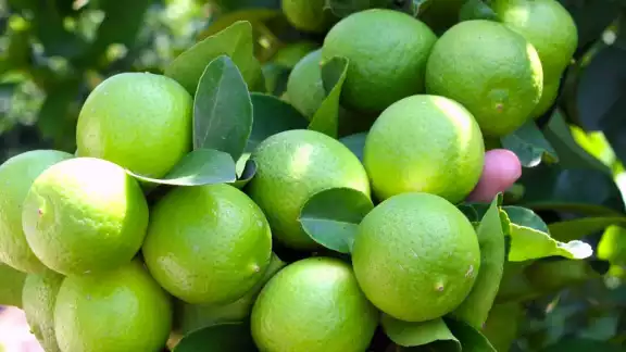 El limón en Cooperativa ronda los 850 pesos