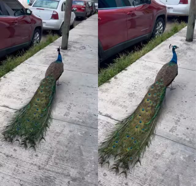 Reportan avistamiento de un pavo real en el centro de Chetumal