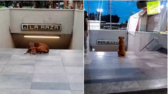 Los internautas ya han bautizado a este lomito como el Hachiko mexicano o Hachiko de la raza Los internautas ya han bautizado a este lomito como el Hachiko mexicano o Hachiko de la raza