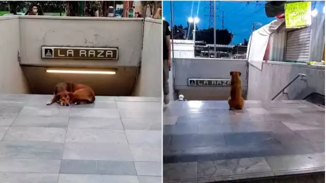 Los internautas ya han bautizado a este lomito como el Hachiko mexicano o Hachiko de la raza