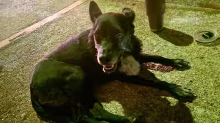 Vicefiscalía investiga atropellamiento de perrita en Ciudad del Carmen