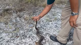 Capturan a una boa en el patio de una casa en Progreso