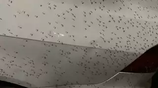 Las autoridades realizan fumigaciones de manera esporádica, pero no es suficiente