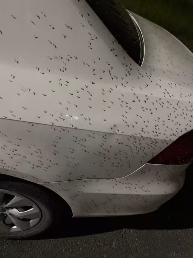 Las autoridades realizan fumigaciones de manera esporádica, pero no es suficiente