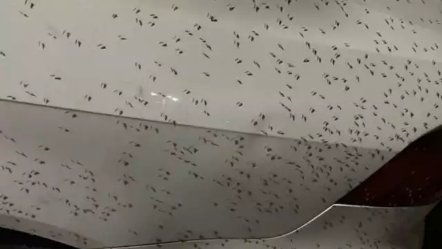 Las autoridades realizan fumigaciones de manera esporádica, pero no es suficiente