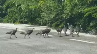Pavos de monte y cocodrilos atraen miradas en la carretera a Sisal