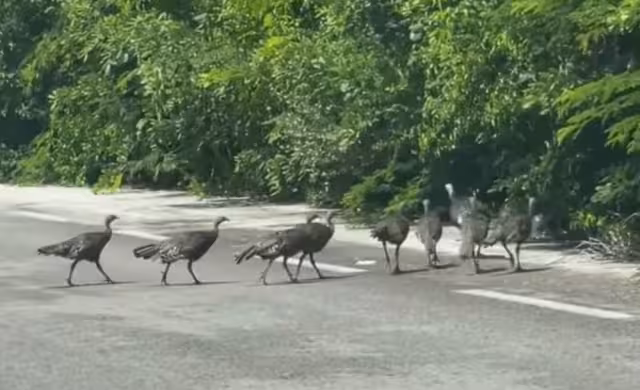 Los habitantes de Sisal vieron cómo las aves cruzaban la carretera.